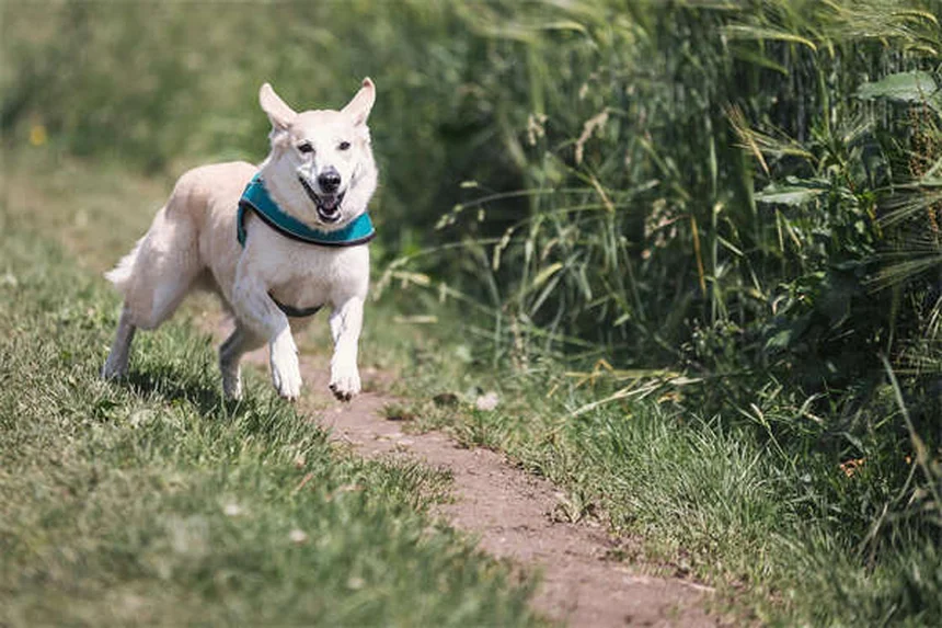 犬猫の寄生虫対策！パモ酸ピランテルの効果と正しい使い方