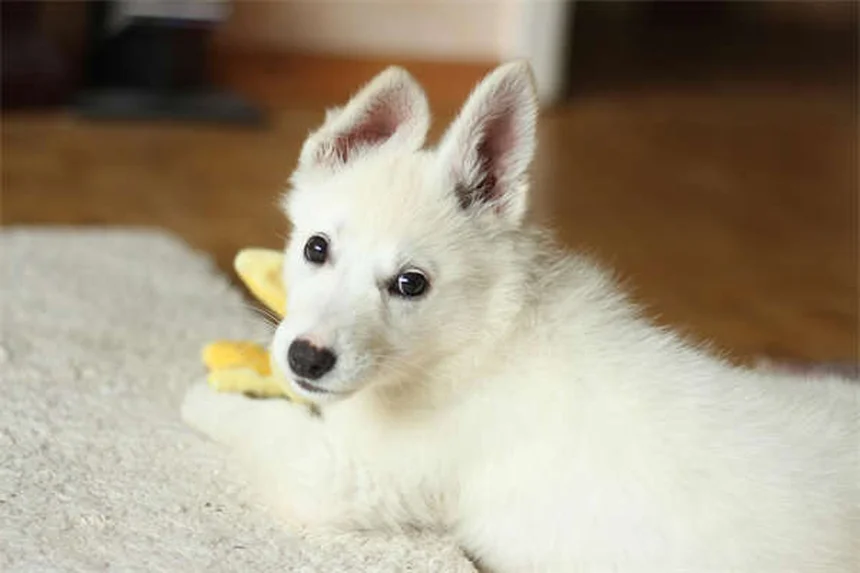 犬猫の寄生虫対策！パモ酸ピランテルの効果と正しい使い方