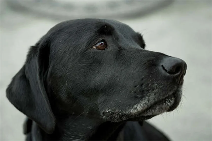 犬が水を飲まない理由と対処法【獣医師監修】