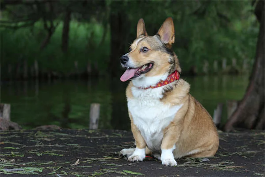 ペットへの受動喫煙の危険性｜犬・猫への影響と対策5選