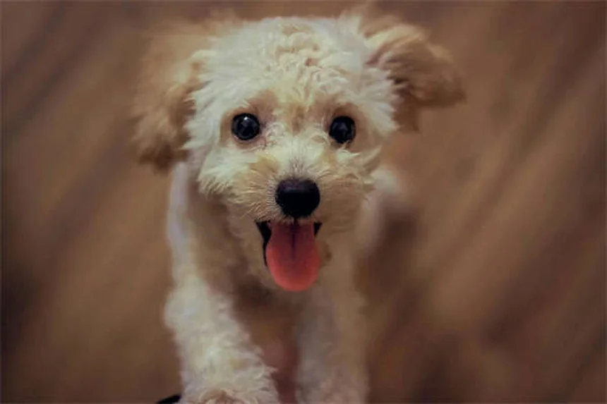 犬は本当に恥ずかしいと感じる？専門家が解説する犬の感情の真実
