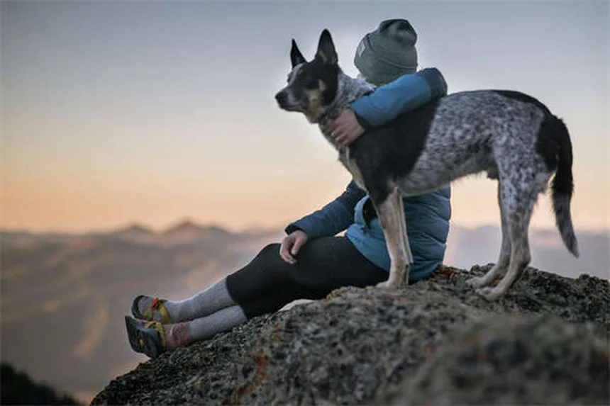 犬は本当に恥ずかしいと感じる？専門家が解説する犬の感情の真実
