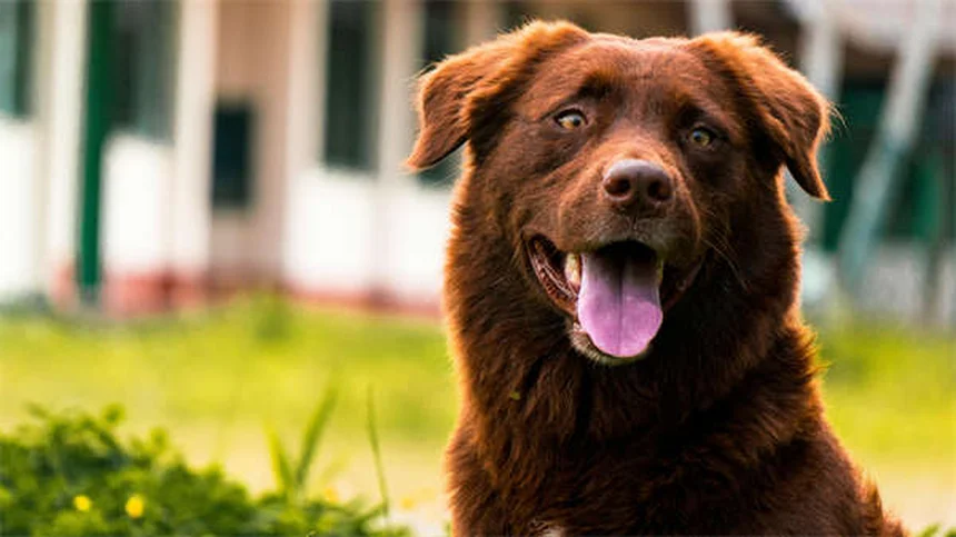 犬は本当に恥ずかしいと感じる？専門家が解説する犬の感情の真実