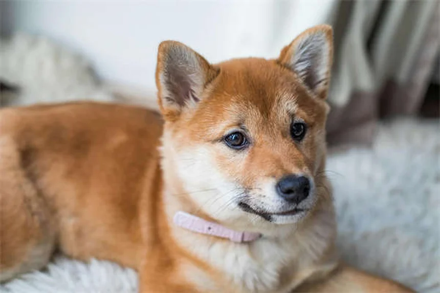子犬の嘔吐と下痢の原因と対処法【獣医師が解説】