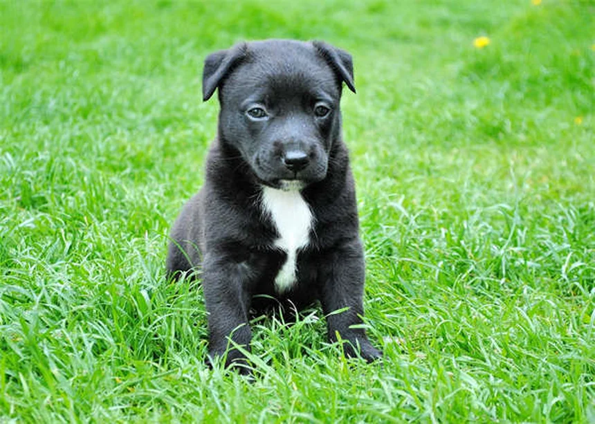 子犬の嘔吐と下痢の原因と対処法【獣医師が解説】