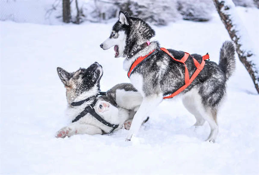 犬のインスリノーマとは？症状・治療法を獣医師が解説