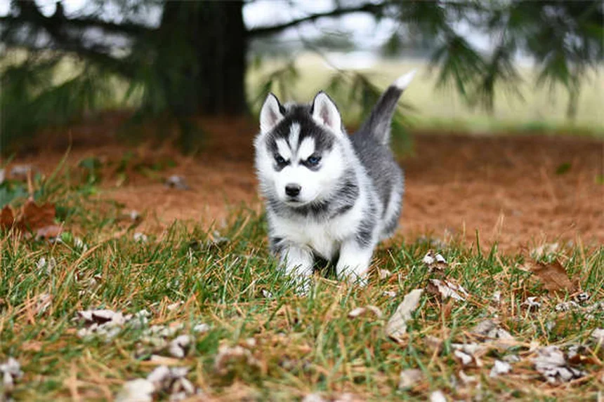 子犬がかかりやすい病気トップ7！予防法と対処法を獣医師が解説