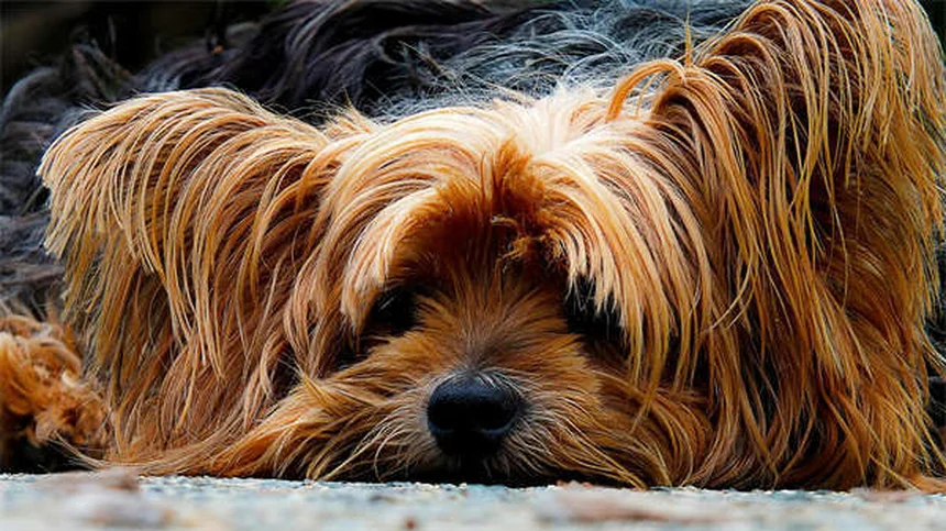 子犬がかかりやすい病気トップ7！予防法と対処法を獣医師が解説