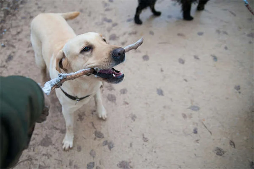 犬のハエ対策7選｜安全な虫除け方法と予防策【獣医師推奨】