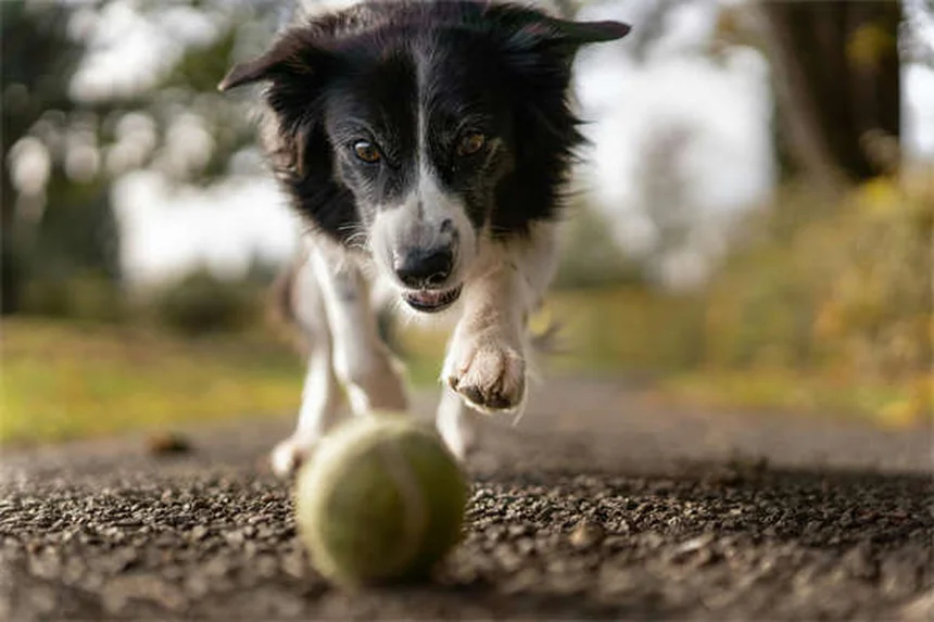 犬のハエ対策7選｜安全な虫除け方法と予防策【獣医師推奨】