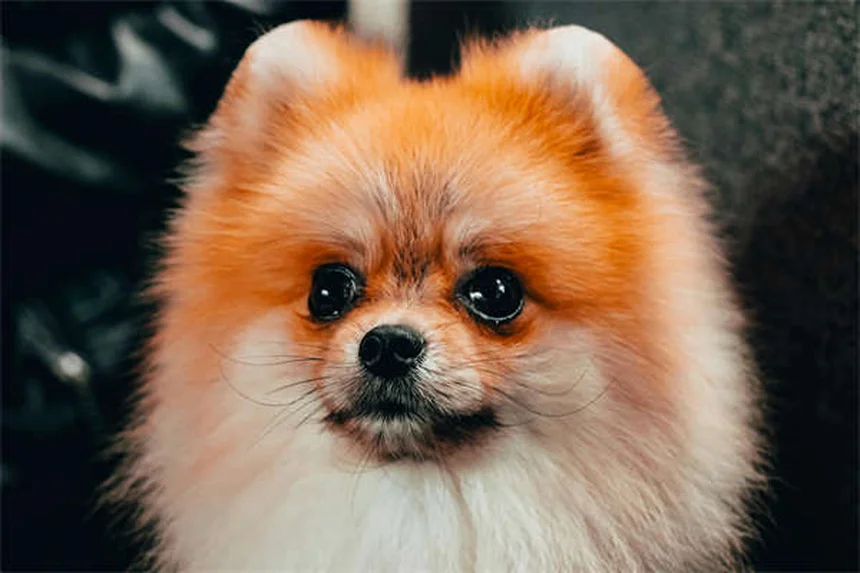 犬の熱の症状と対処法｜愛犬が熱っぽい時の正しい体温測定法