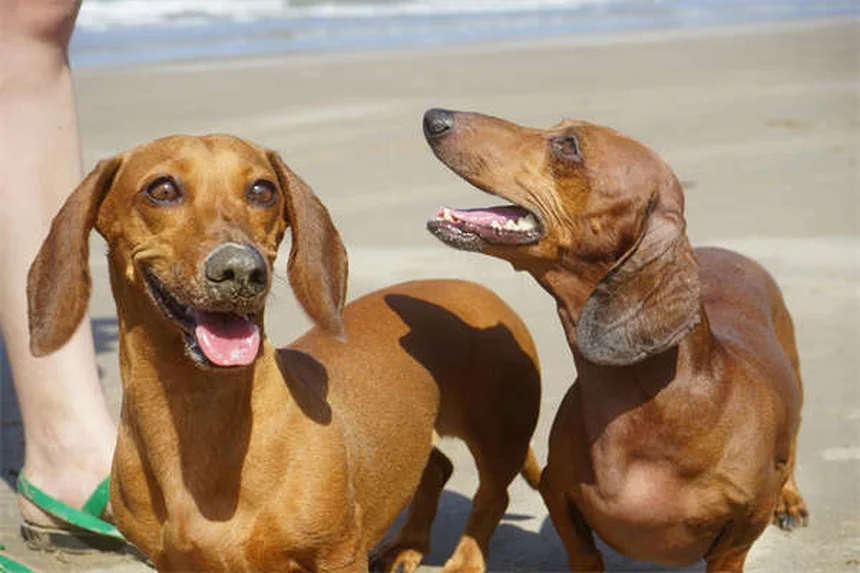 犬の熱の症状と対処法｜愛犬が熱っぽい時の正しい体温測定法