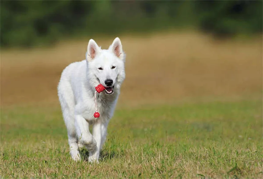 ペットのノミ・ダニ・フィラリア対策｜年間予防で愛犬愛猫を守る方法