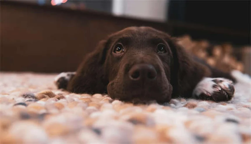 ペットのノミ・ダニ・フィラリア対策｜年間予防で愛犬愛猫を守る方法