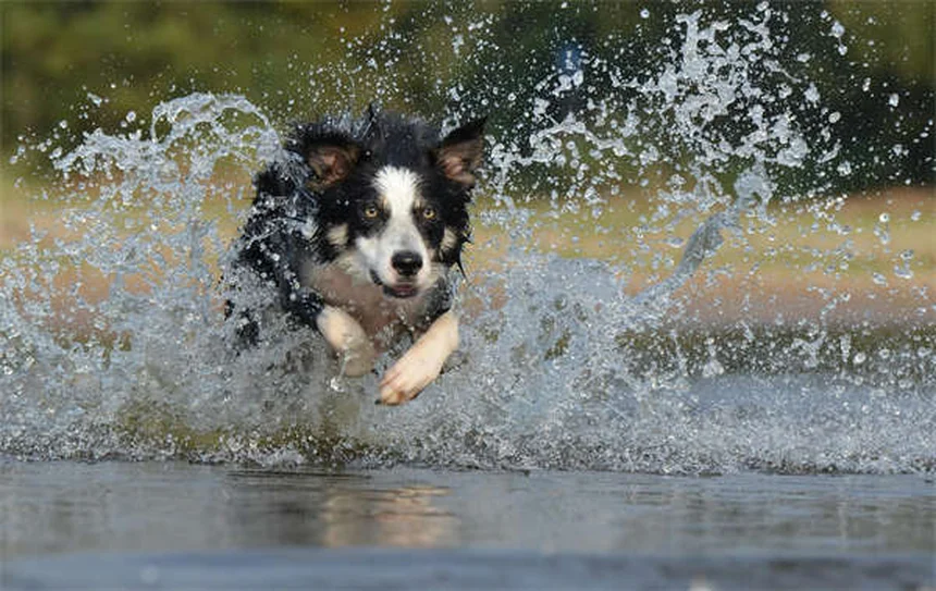 ペットのノミ・ダニ・フィラリア対策｜年間予防で愛犬愛猫を守る方法