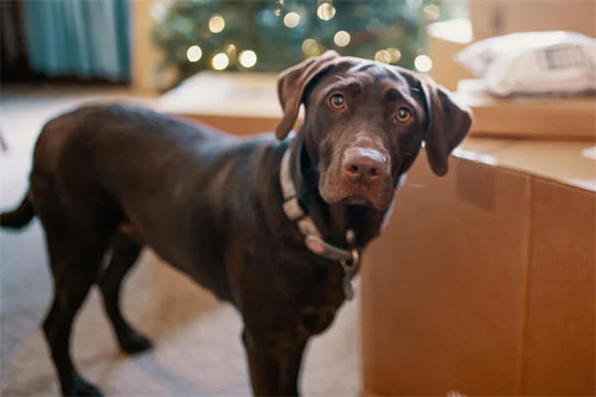 子犬や子猫の正しい抱き方7選｜プロが教える安全な持ち方とNG行為