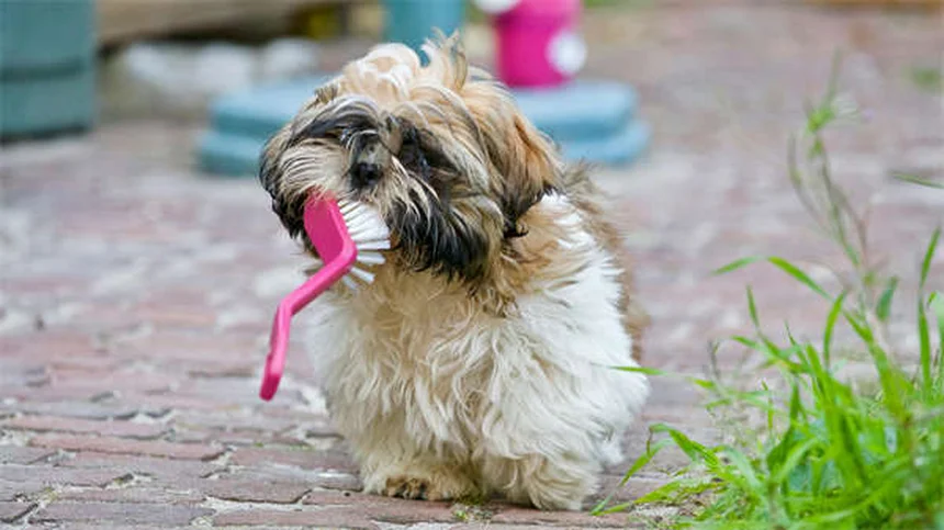 子犬や子猫の正しい抱き方7選｜プロが教える安全な持ち方とNG行為