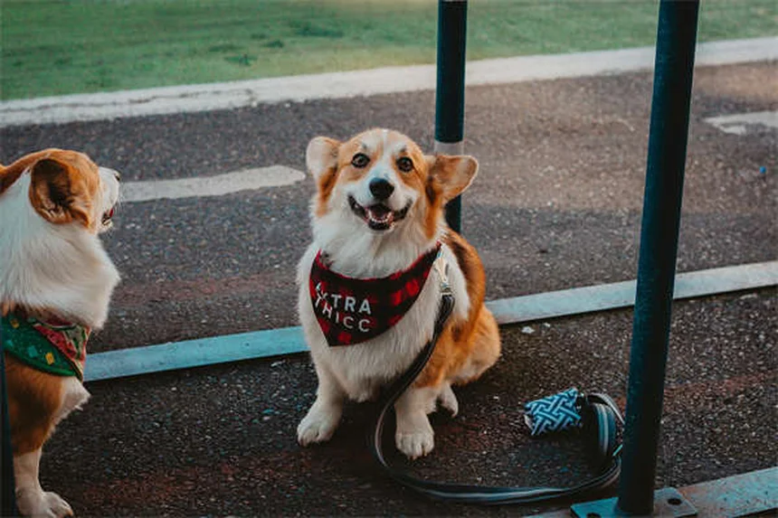 犬のフロセミド（利尿剤）効果と副作用｜正しい使い方ガイド